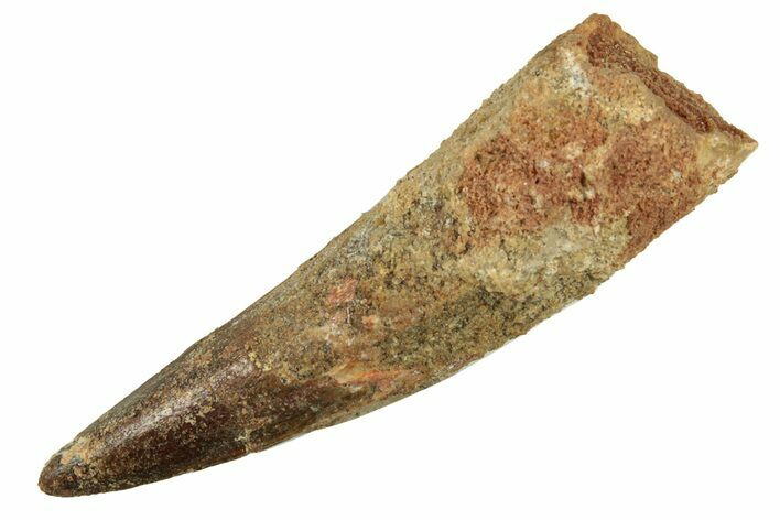 Bargain, Fossil Spinosaurus Tooth - Real Dinosaur Tooth #258955